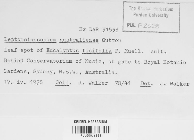 Leptomelanconium australiense image