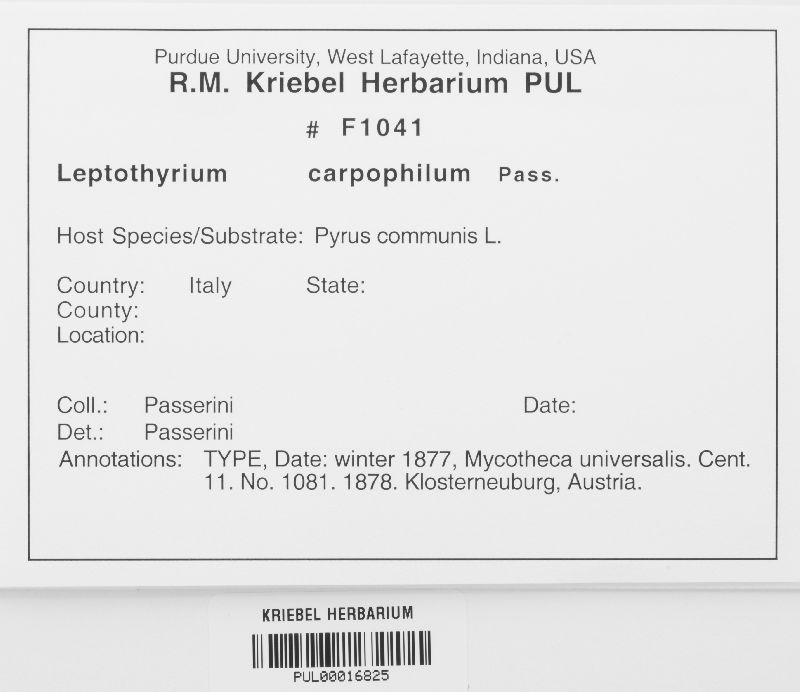 Leptothyrium carpophilum image