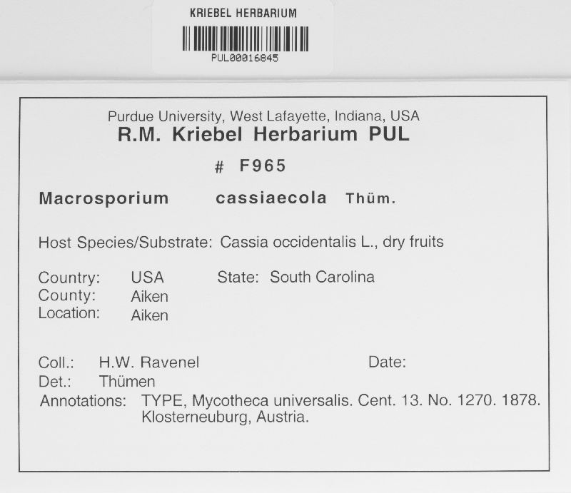 Macrosporium cassiicola image