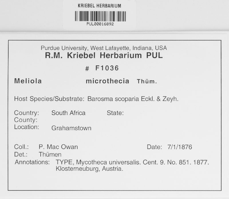 Meliola microthecia image