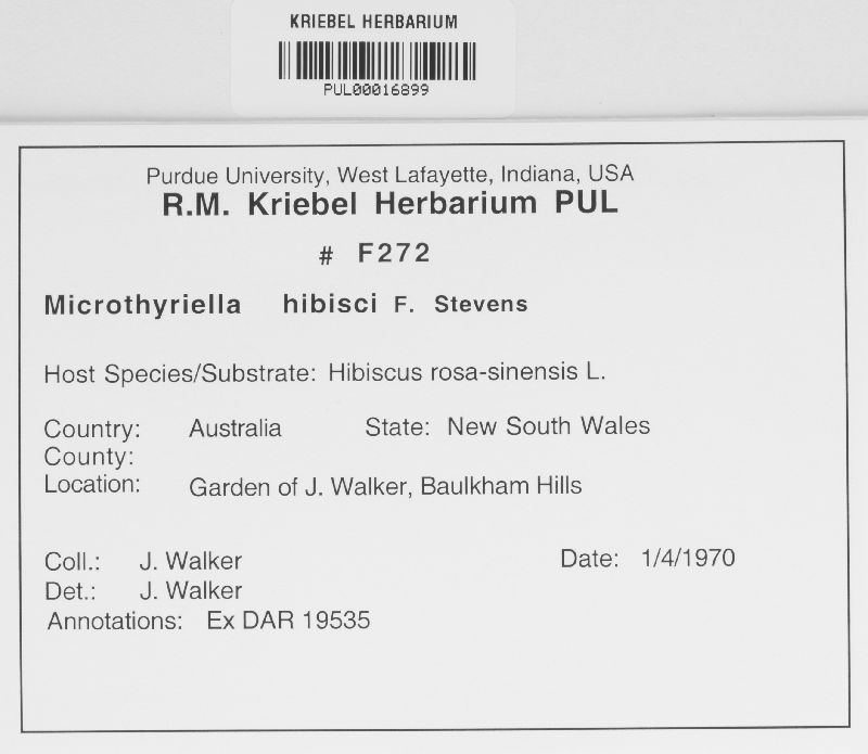 Microthyriella hibisci image