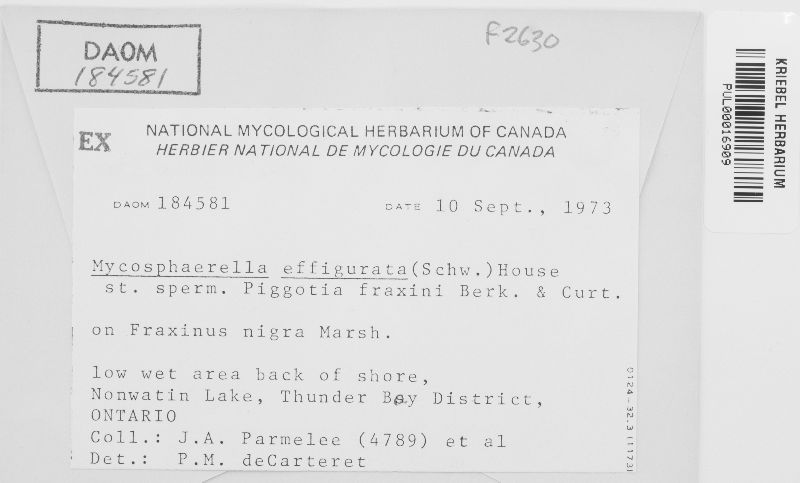 Mycosphaerella effigurata image