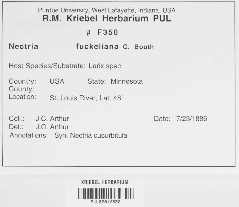 Neonectria fuckeliana image