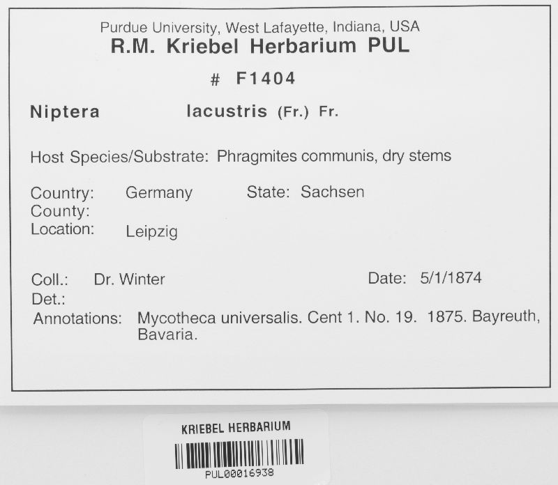 Niptera image