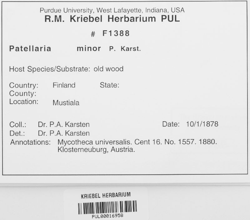 Patellaria minor image