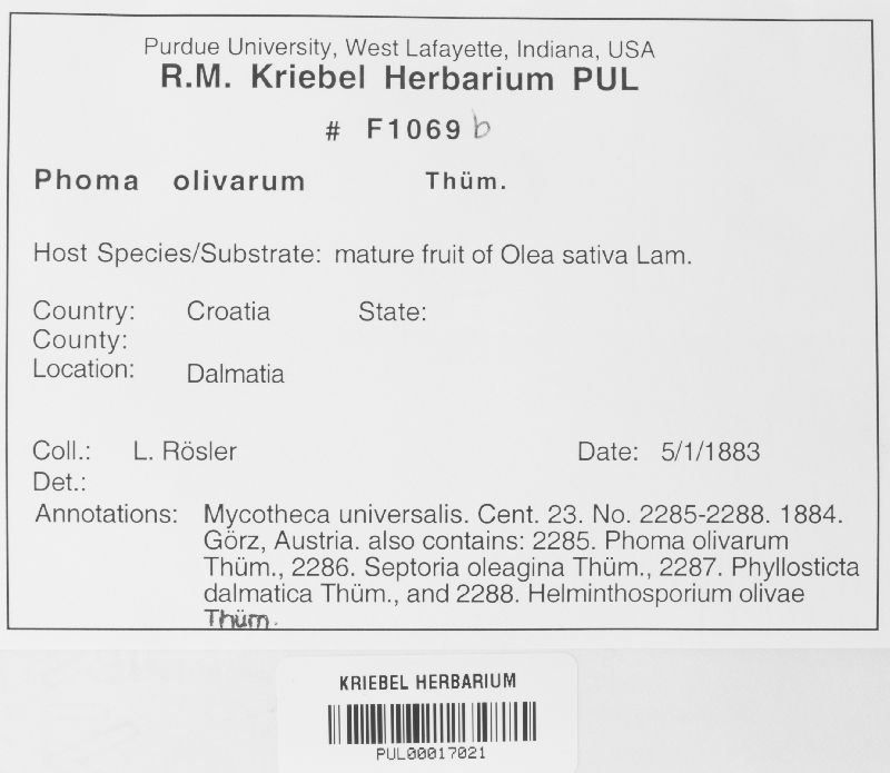 Phoma olivarum image