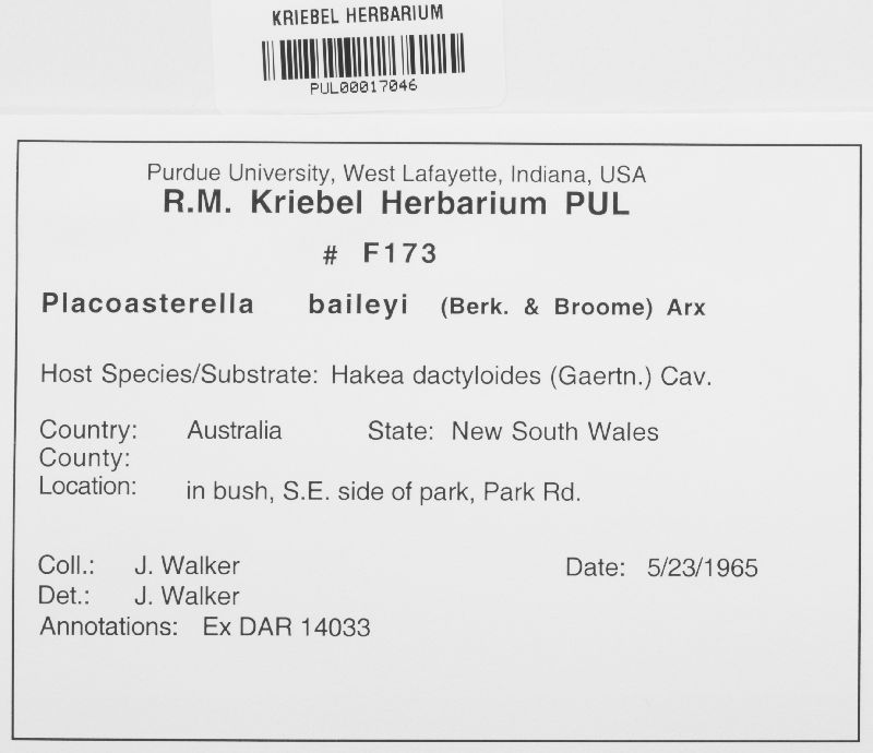 Placoasterella baileyi image