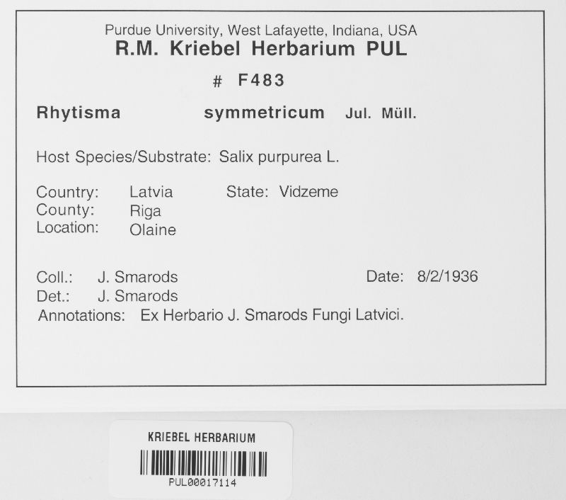 Rhytisma symmetricum image