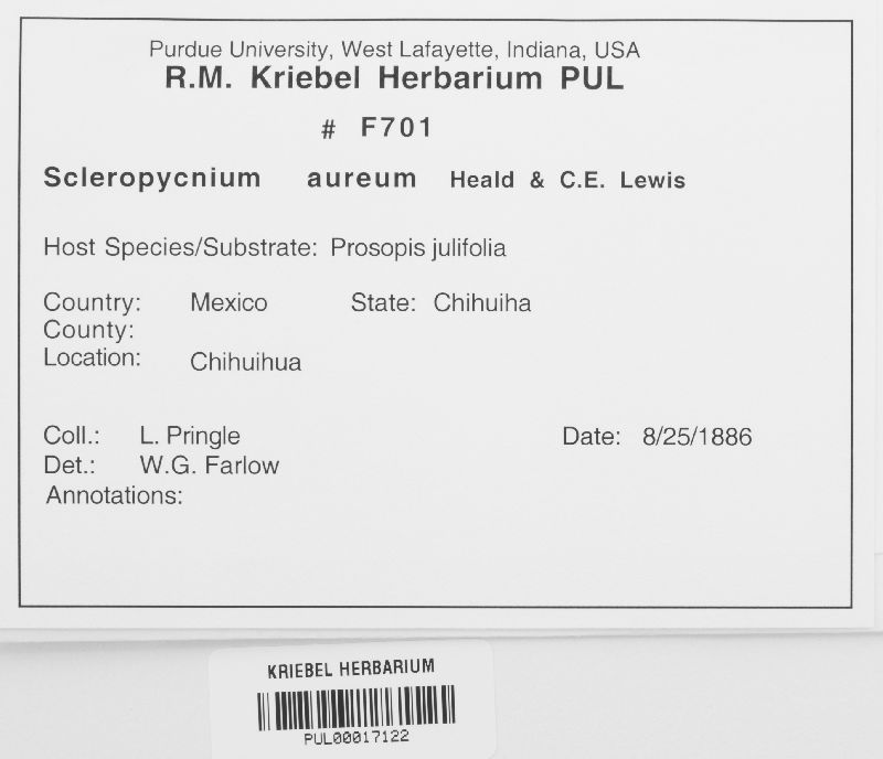 Scleropycnium aureum image