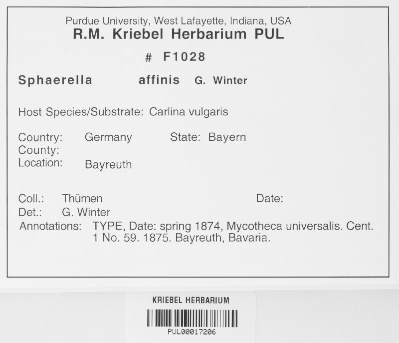 Sphaerella affinis image