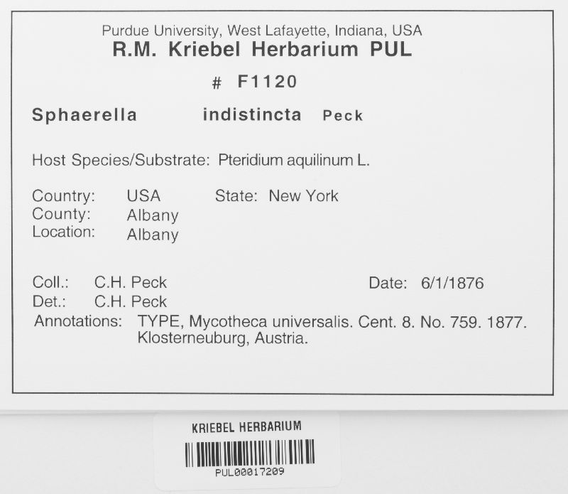 Sphaerella indistincta image