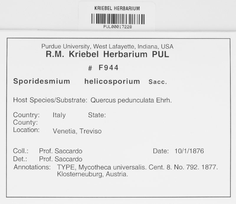 Ceratophorum helicosporium image