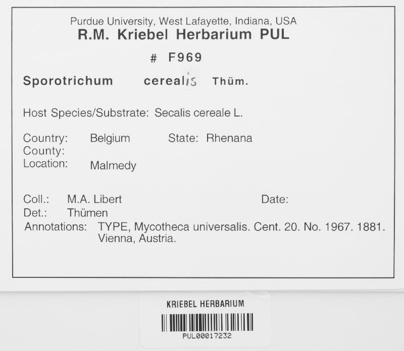 Oidiodendron cereale image
