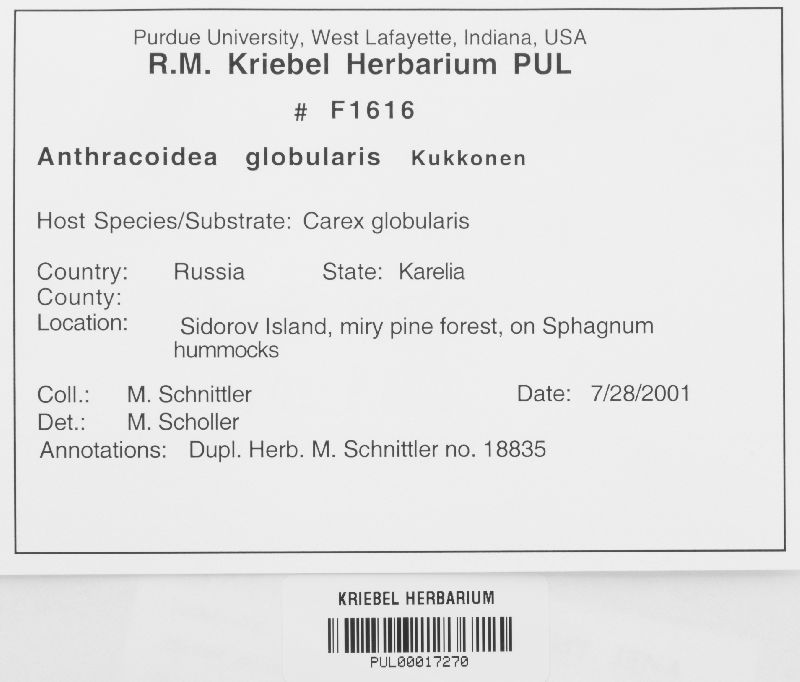 Anthracoidea globularis image