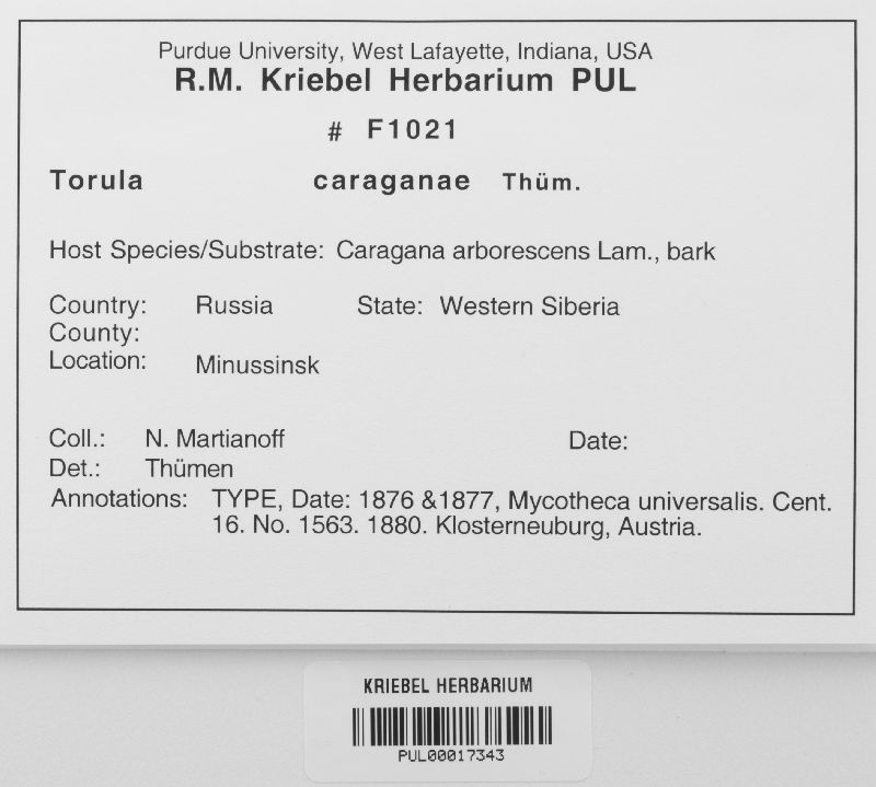 Torula caraganae image