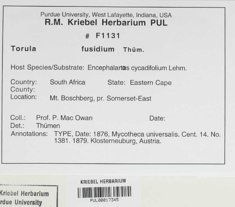 Torula fusidium image
