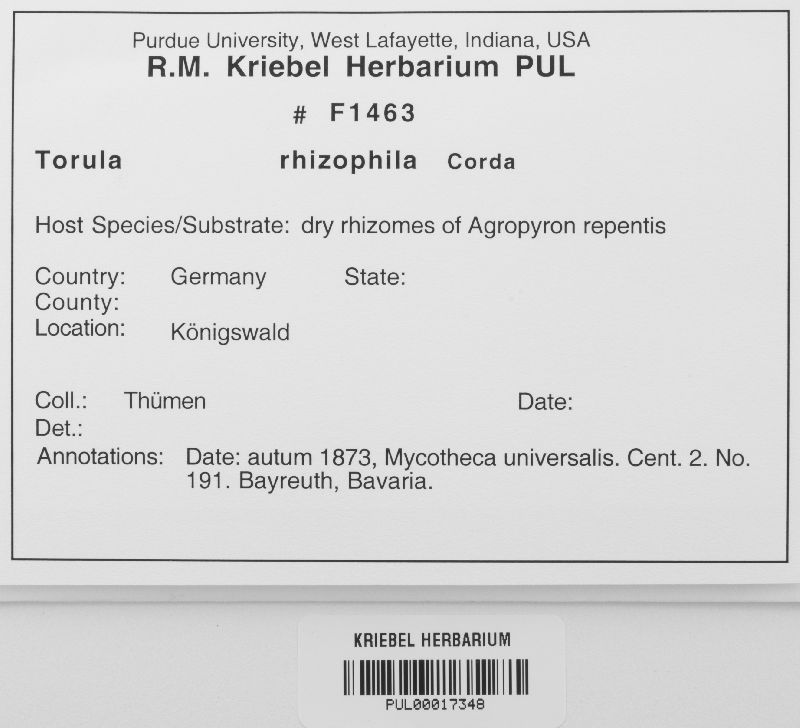 Torula rhizophila image