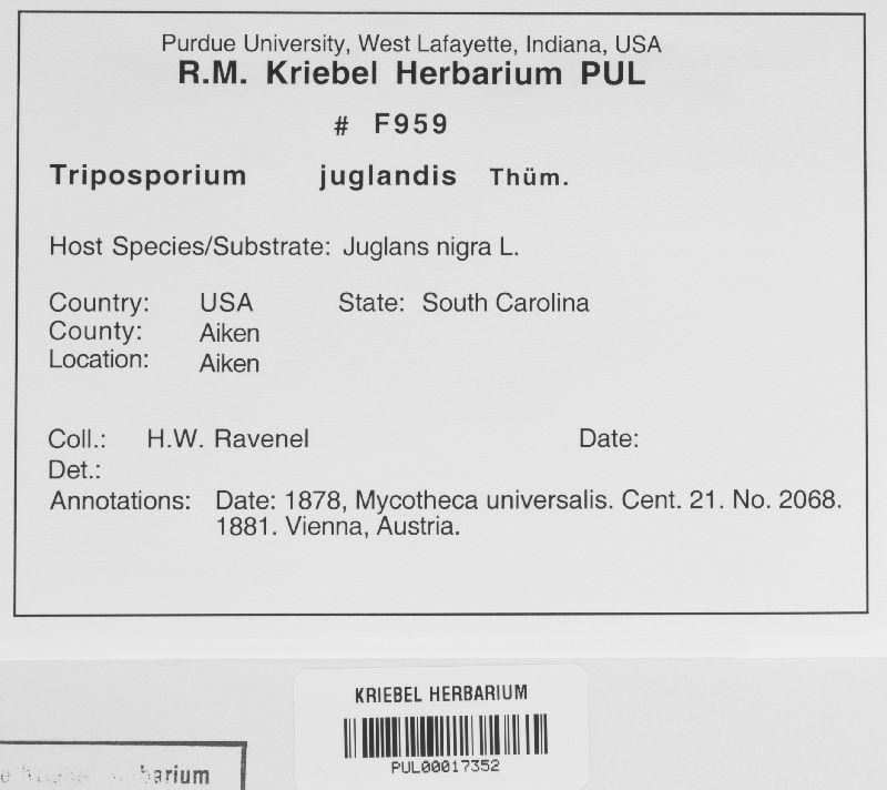 Triposporium juglandis image