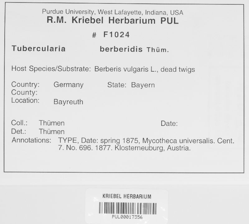 Tubercularia berberidis image