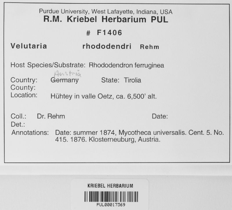 Velutaria rhododendri image