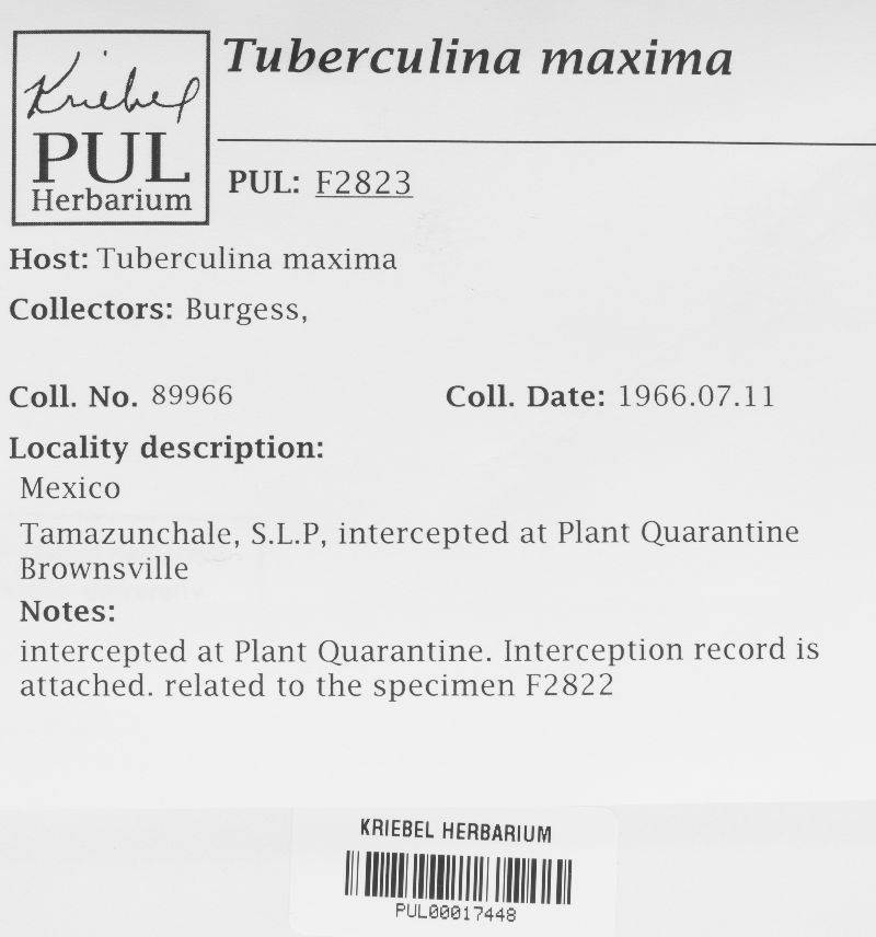 Tuberculina maxima image