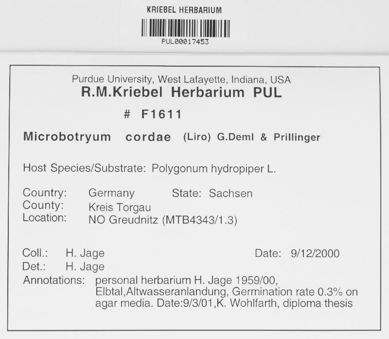 Microbotryum cordae image