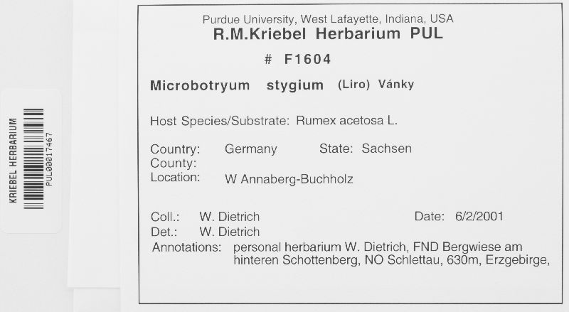 Microbotryum stygium image