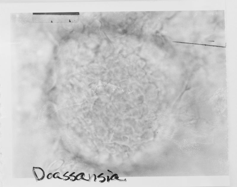 Doassansia epilobii image