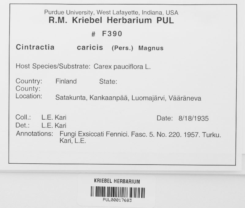 Cintractia caricis-pauciflorae image