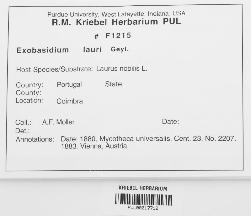Exobasidium lauri image