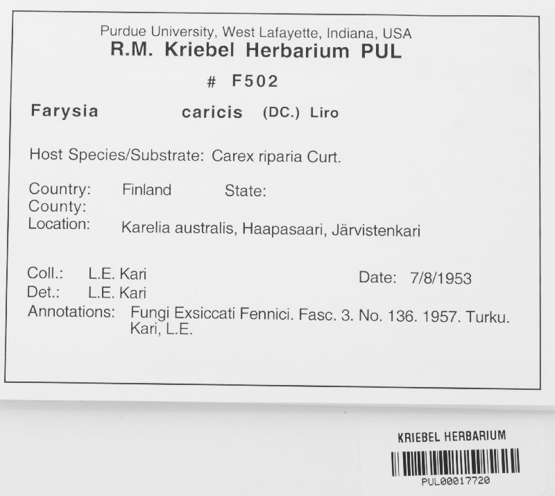 Farysia caricis image