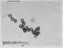 Sorosporium consanguineum image