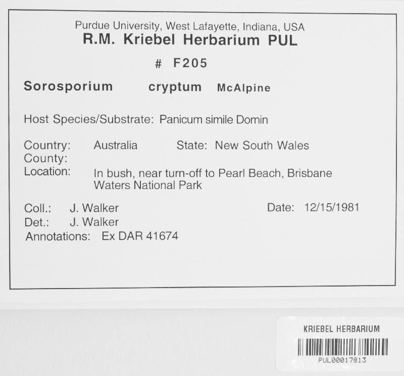 Sorosporium cryptum image