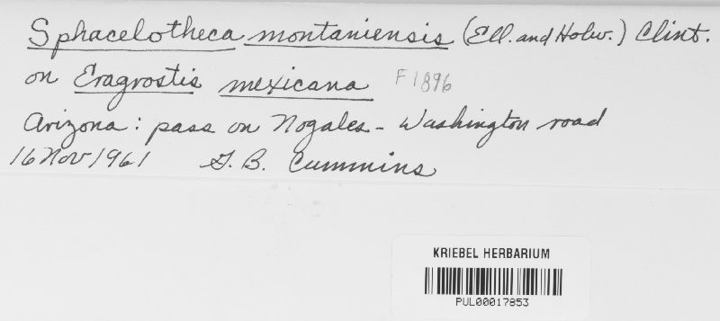 Sphacelotheca montaniensis image