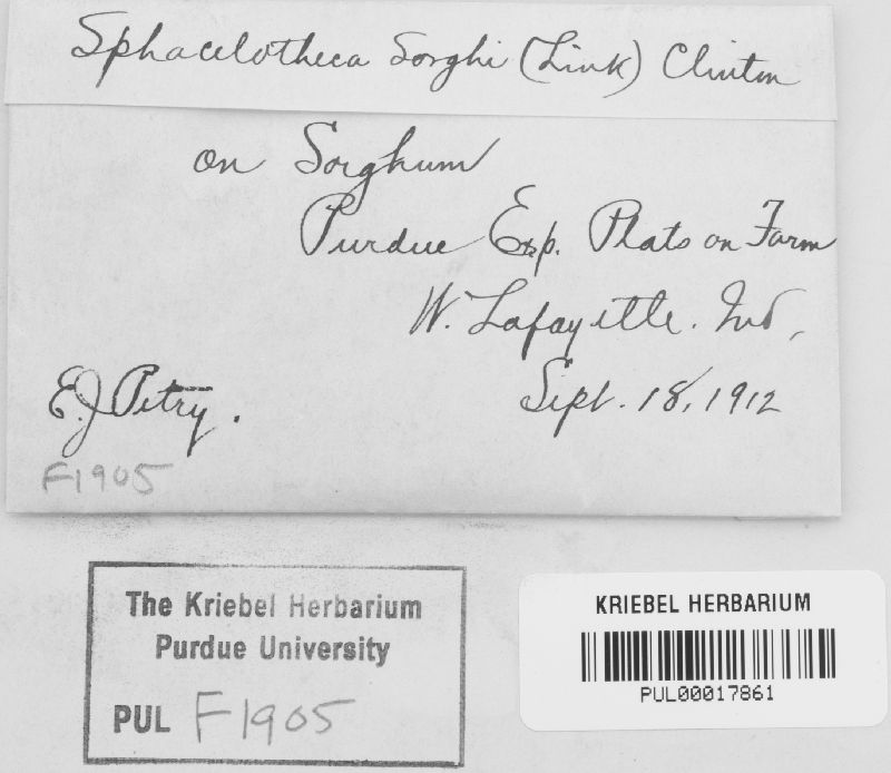 Sporisorium sorghi image