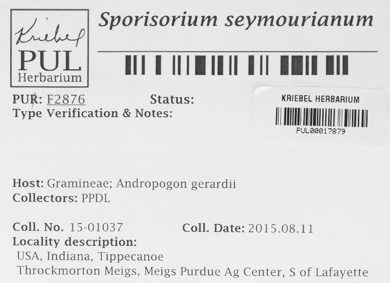 Sporisorium seymourianum image