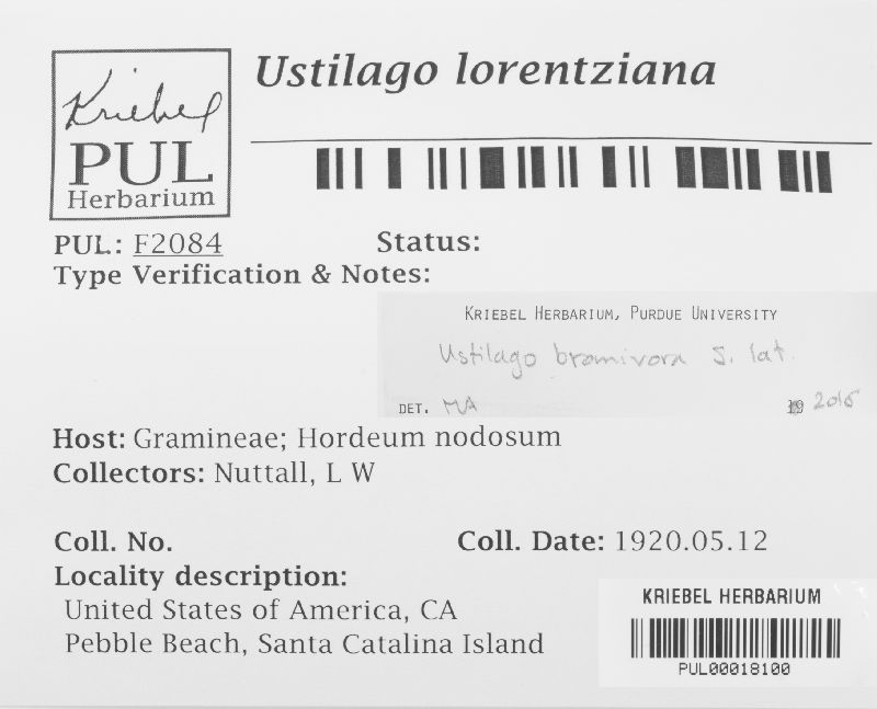 Ustilago lorentziana image