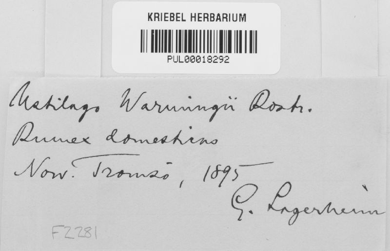 Microbotryum warmingii image