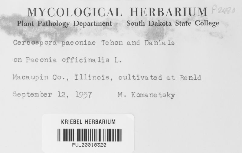 Cercospora paeoniae image