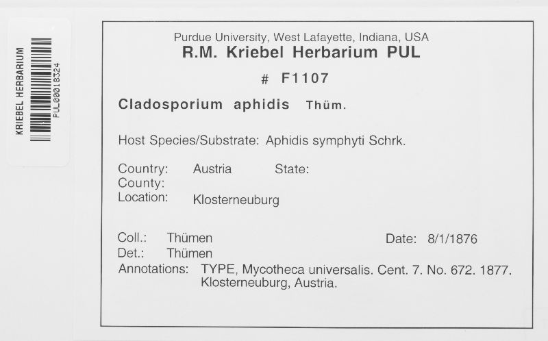 Cladosporium aphidis image