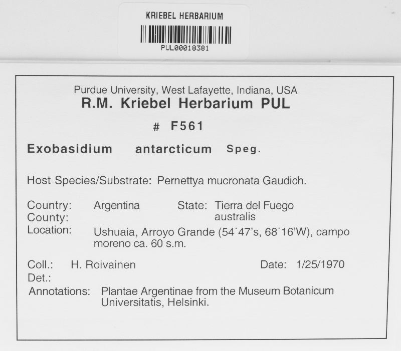 Exobasidium antarcticum image