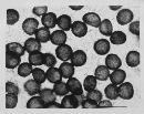 Image of Melanotaenium cingens