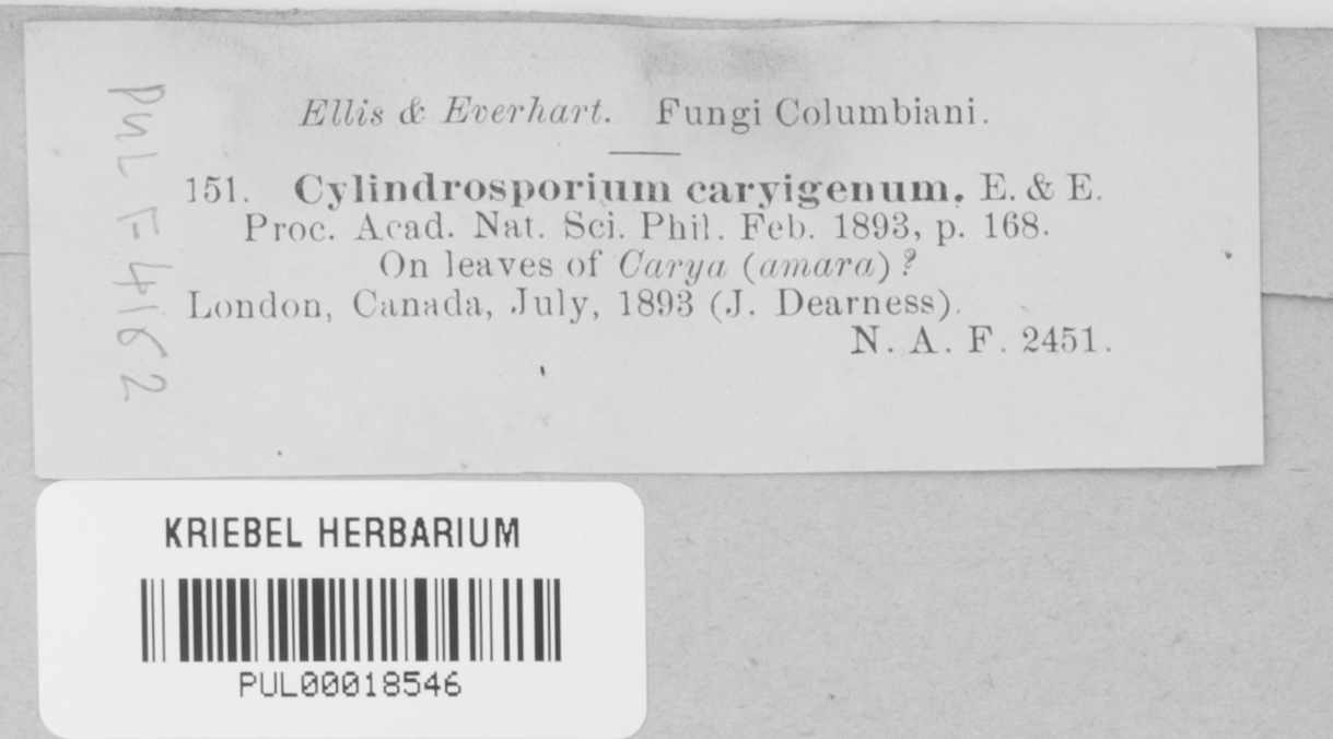 Mycosphaerella caryigena image