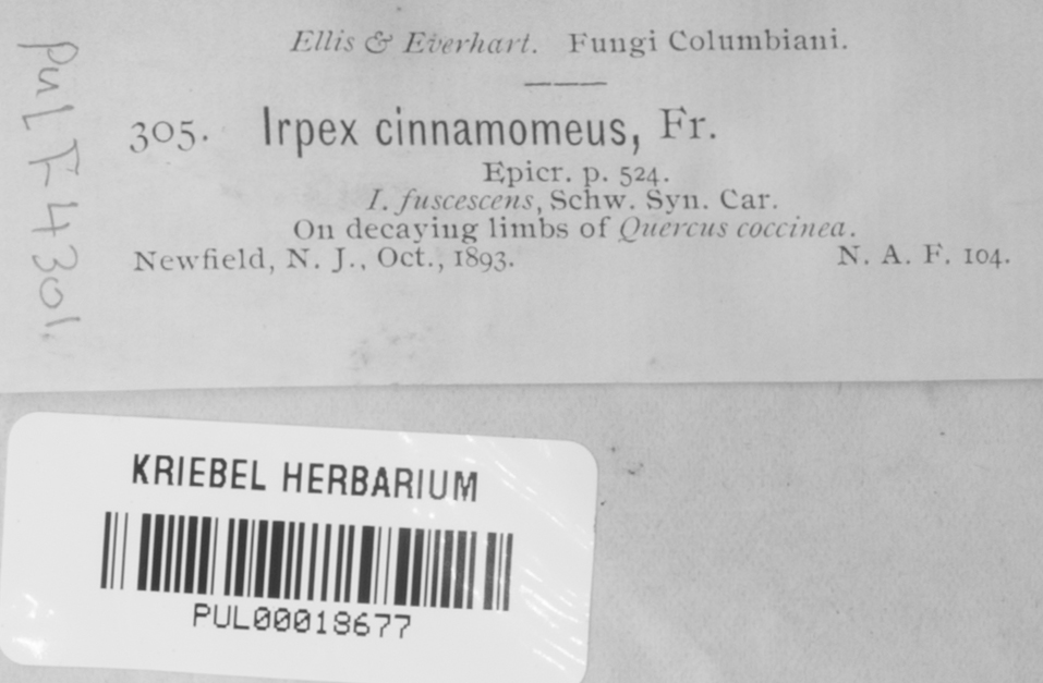 Irpex cinnamomeus image