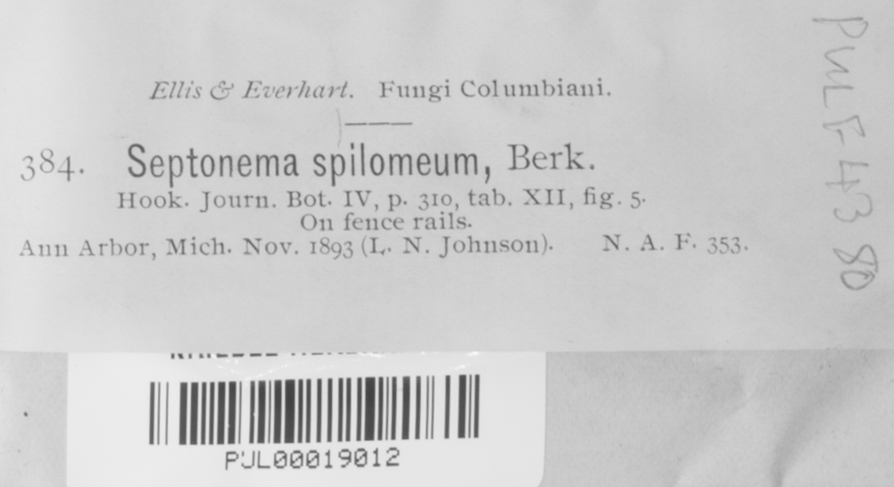 Septonema spilomeum image