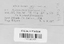 Sphaerotheca castagnei image