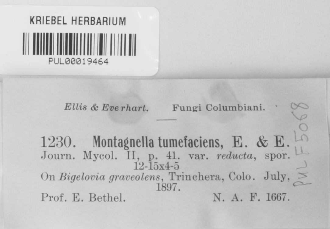 Montagnella image