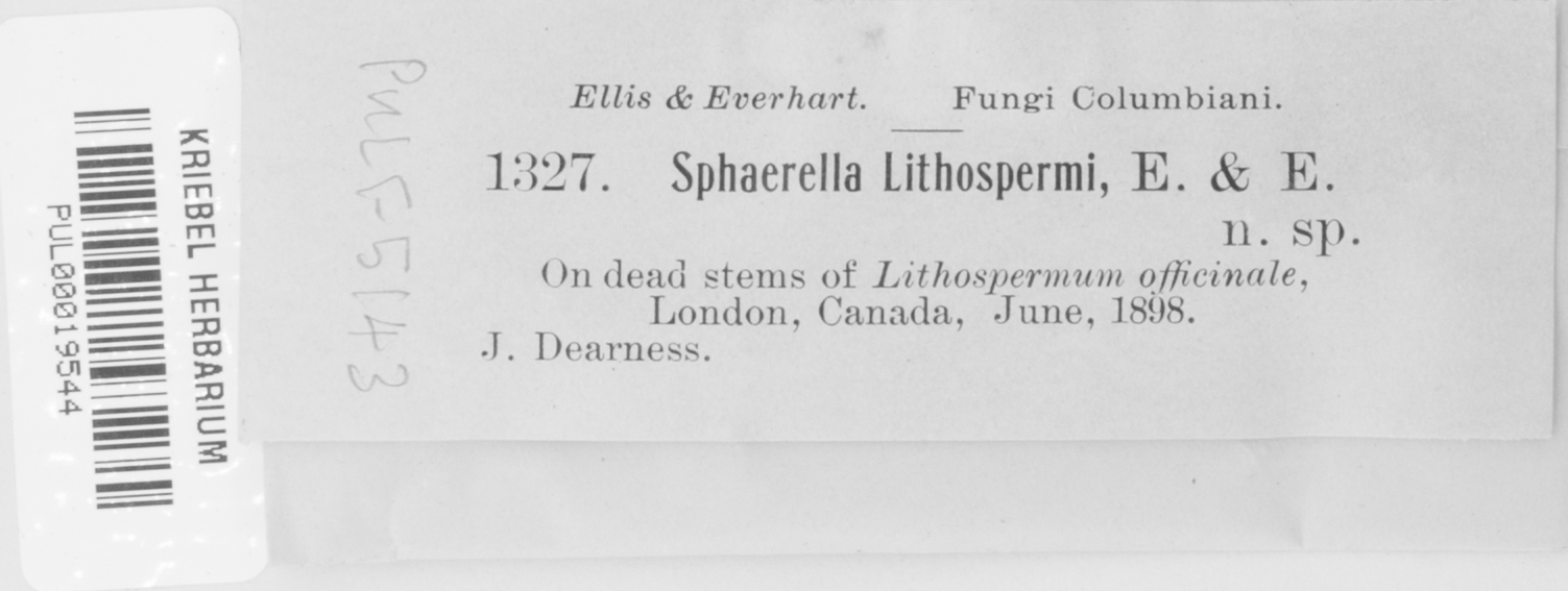 Didymella lithospermi image