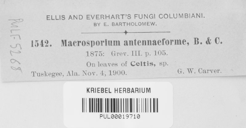 Macrosporium antennaeforme image