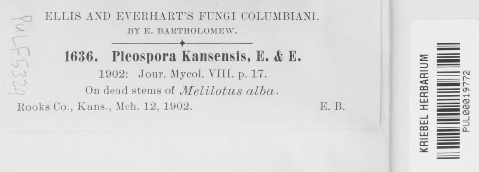 Cilioplea kansensis image